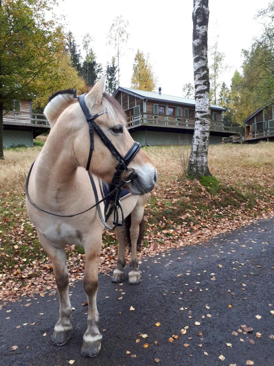 Chalet Le Forestier Büllingen Eksteriør bilde